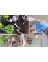 Little Dutch Konewka Fairy Garden