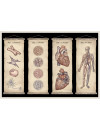 Anatomicum. Muzeum Anatomii Anatomicum. Muzeum Anatomii