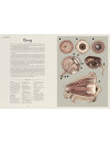 Anatomicum. Muzeum Anatomii Anatomicum. Muzeum Anatomii
