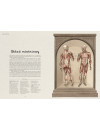 Anatomicum. Muzeum Anatomii Anatomicum. Muzeum Anatomii