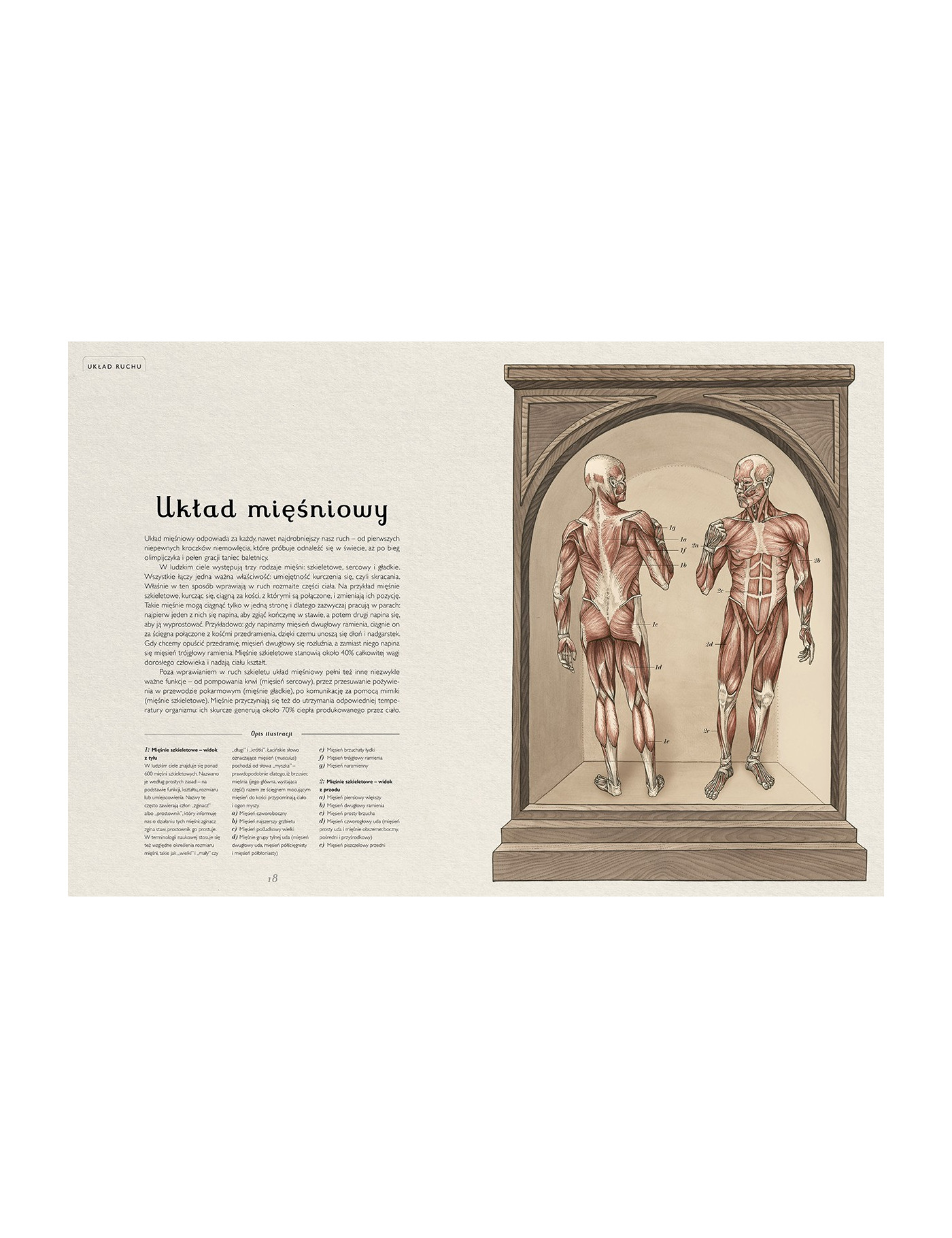 Anatomicum. Muzeum Anatomii Anatomicum. Muzeum Anatomii
