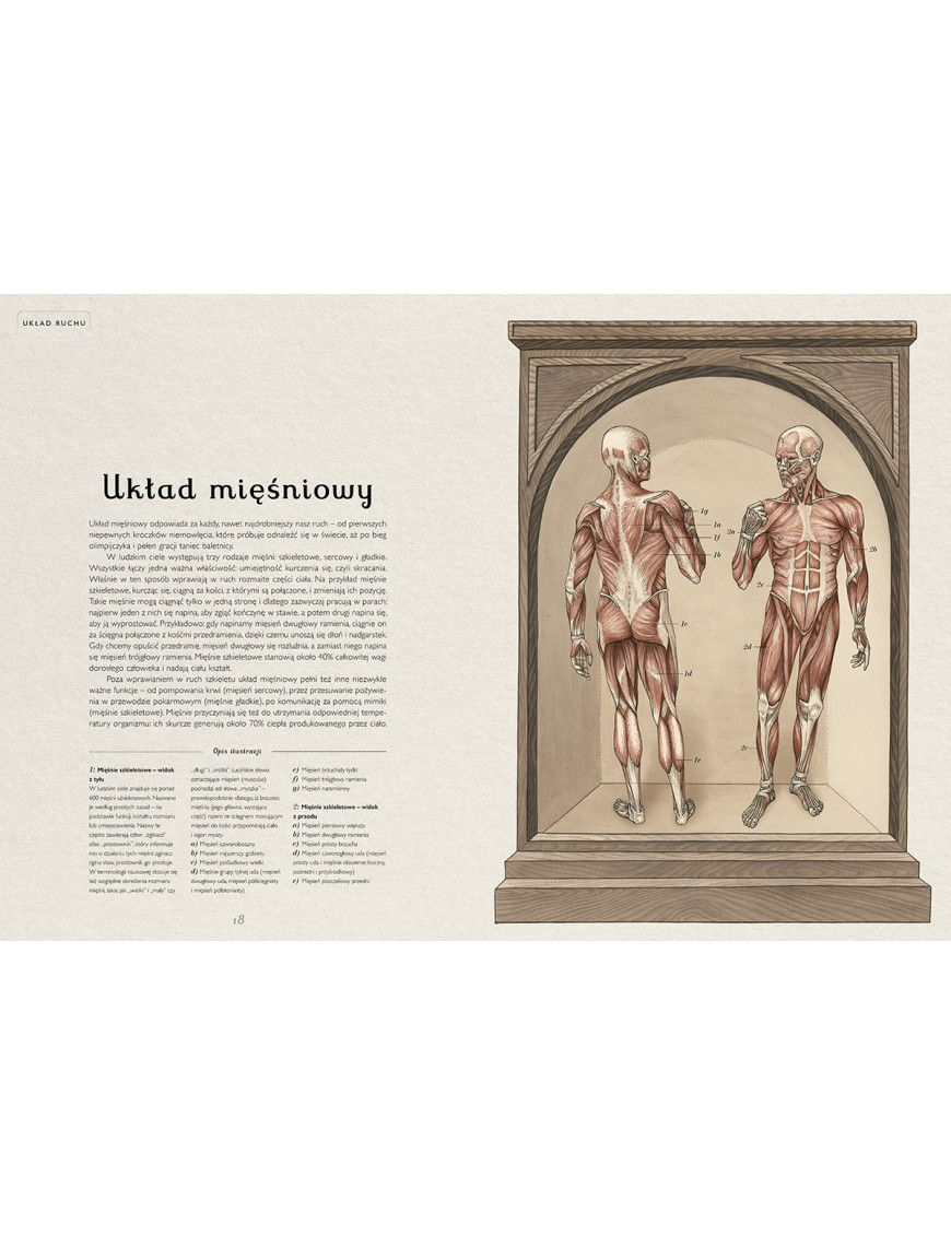 Anatomicum. Muzeum Anatomii Anatomicum. Muzeum Anatomii