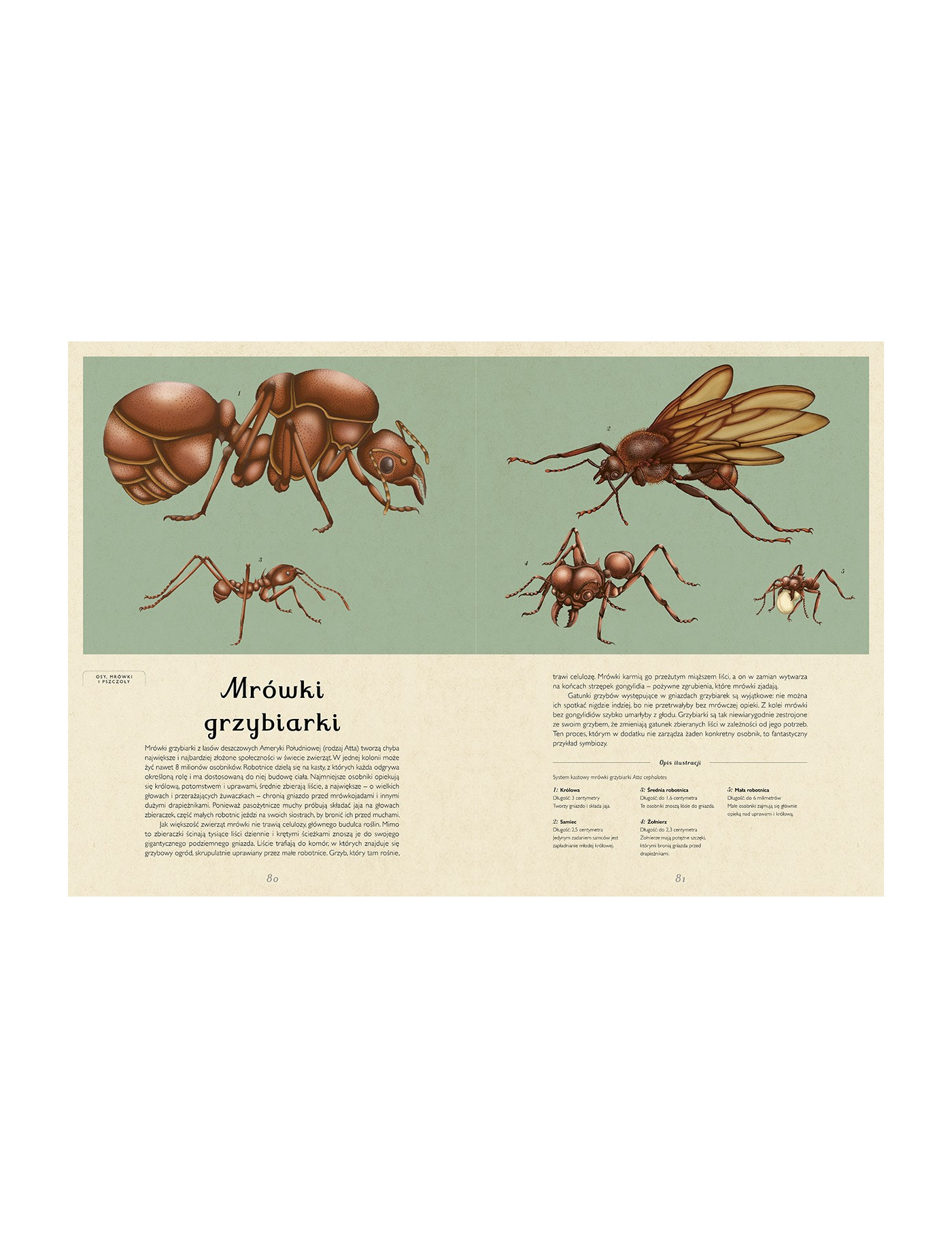 Insektarium. Muzeum Owadów