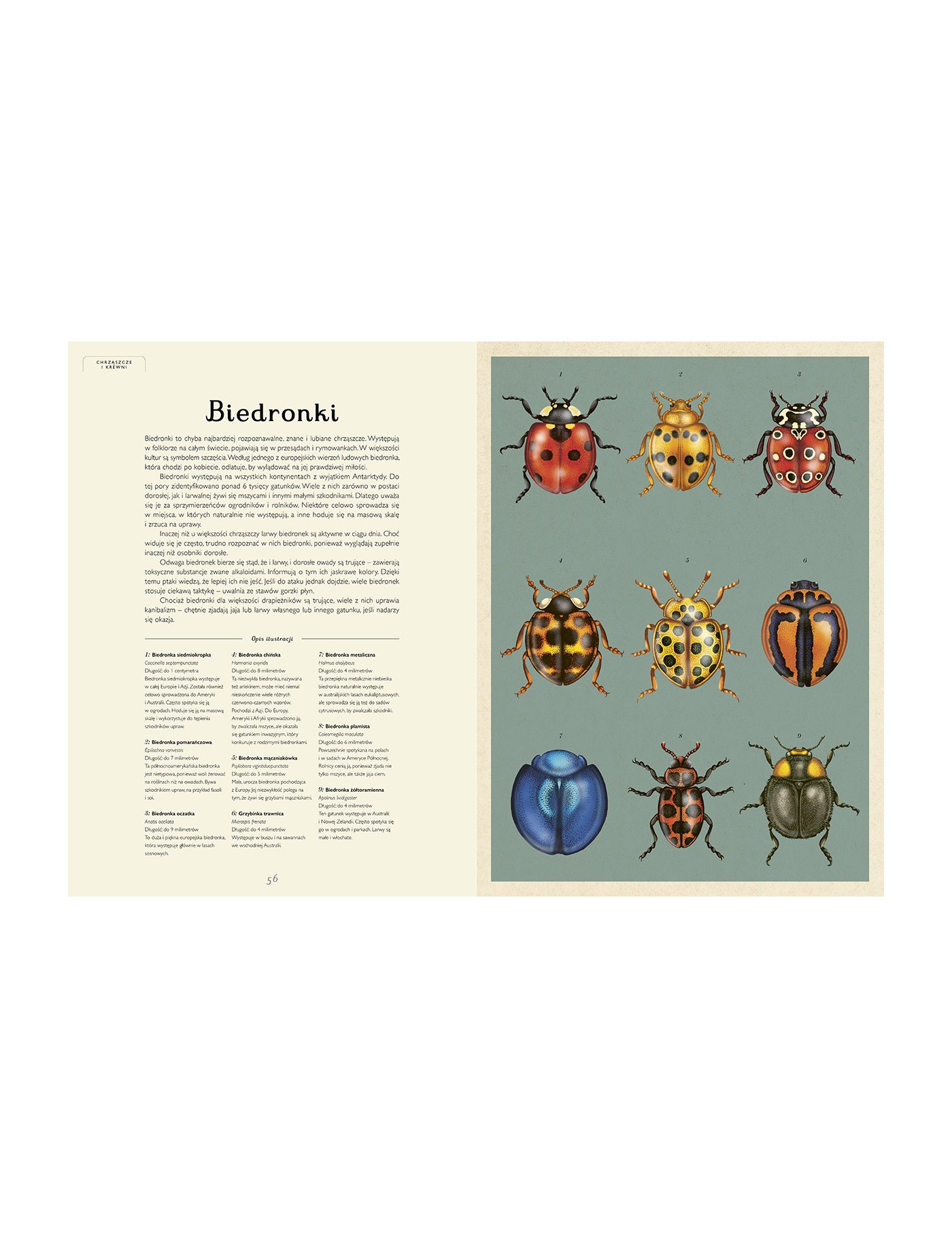 Insektarium. Muzeum Owadów