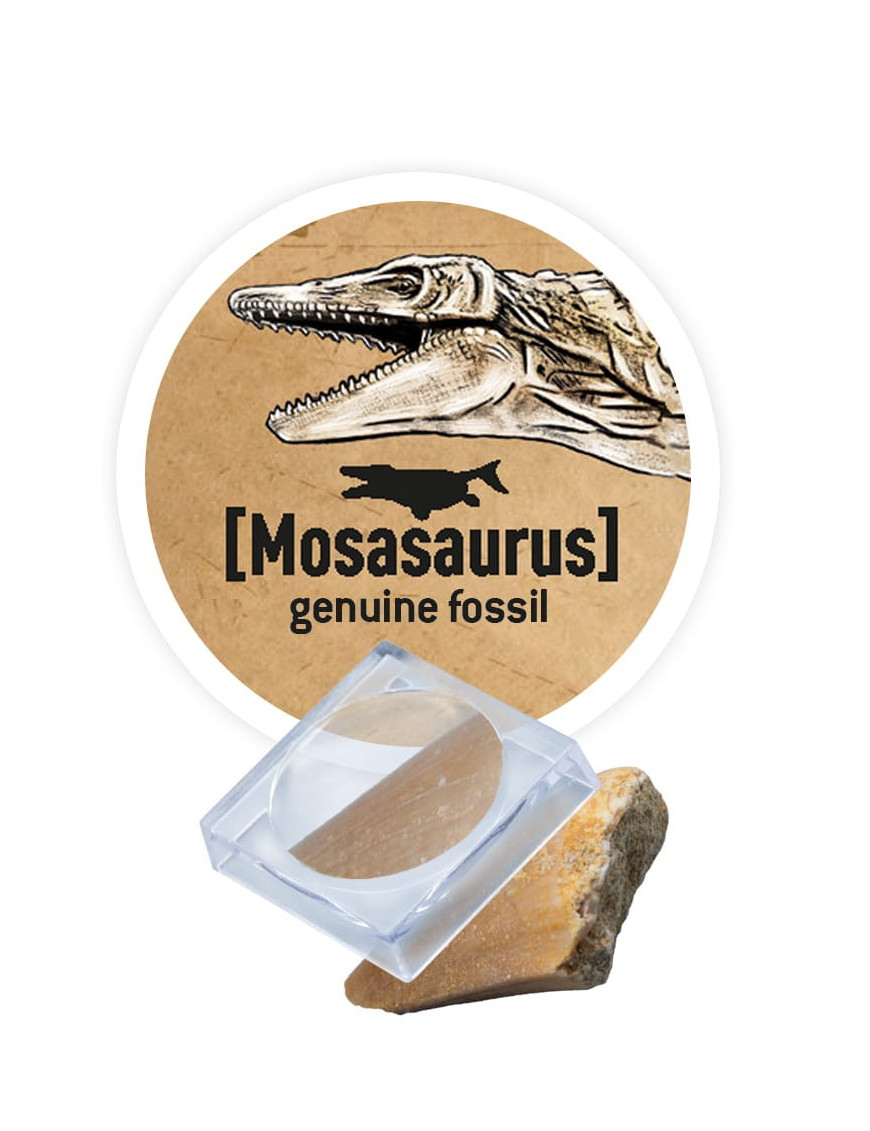 Mały paleontolog - Brachiozaur Buki