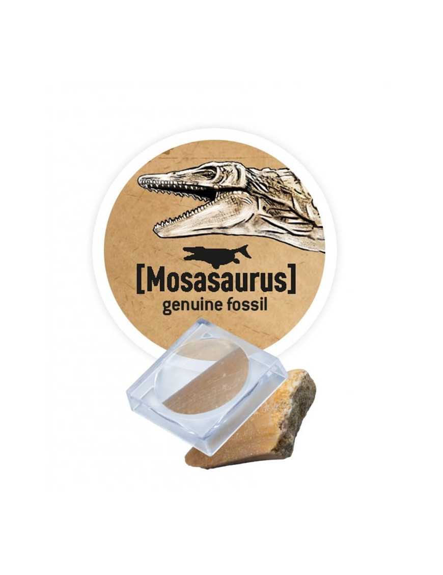 Mały paleontolog - Triceratops Buki