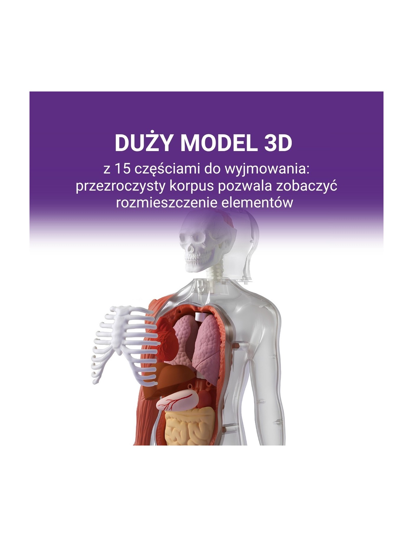 Ciało Człowieka. Interaktywny model 3D 6+, Science Can Ciało Człowieka. Interaktywny model 3D 6+, Science Can