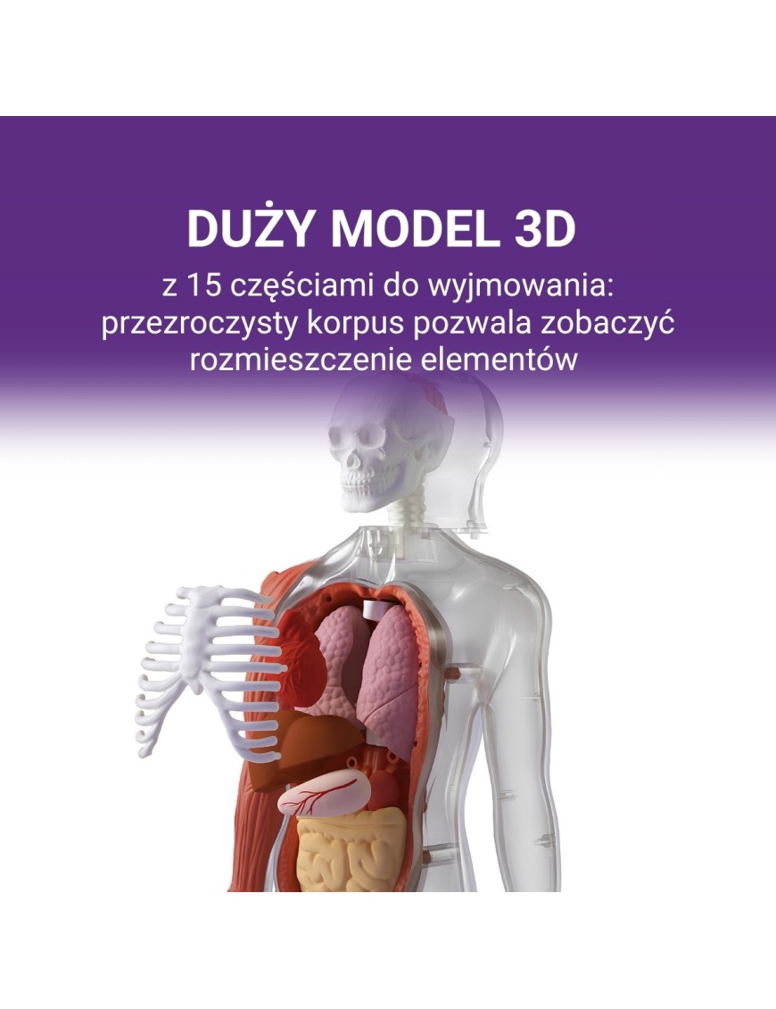 Ciało Człowieka. Interaktywny model 3D 6+, Science Can Ciało Człowieka. Interaktywny model 3D 6+, Science Can